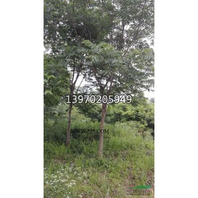 九江大小規格黃山欒樹專供  市場黃山欒樹價格