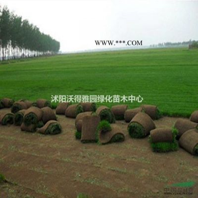 基地直銷1-2年紅葉李苗 直徑紫葉李3-15公分 等色彩苗木