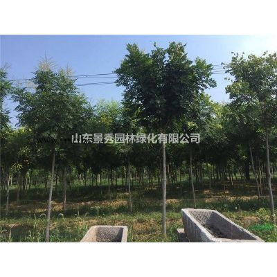 15公分北欒樹批發價格便宜