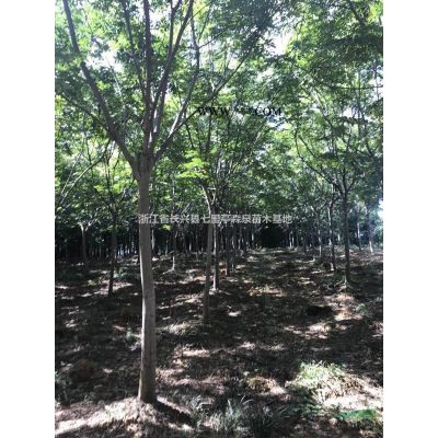 特價供應精品黃山欒樹
