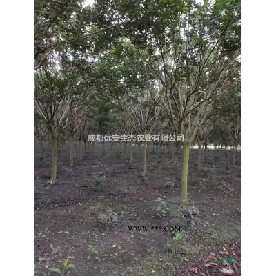 成都欒樹(shù)搖錢(qián)樹(shù)價(jià)格低便宜10公分15公分20公分農(nóng)戶(hù)直銷(xiāo)