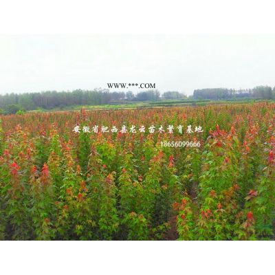 安徽櫸樹-肥西櫸樹基地-櫸樹價格-櫸樹3-15公分供應