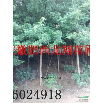 供應國槐、紅葉李、無患子、榔榆、樸樹