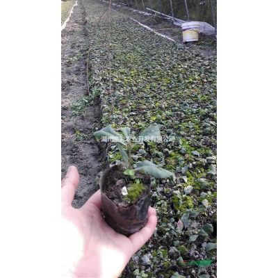 米徑2－4CM黃山欒樹(shù) 6萬(wàn)棵