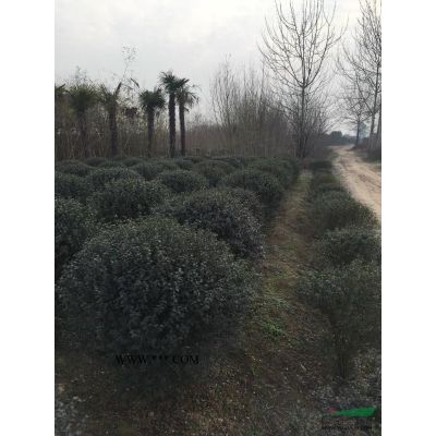 陜西西安地區欒樹4一10公分
