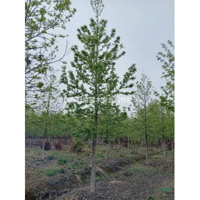 5-40公分紅櫸樹