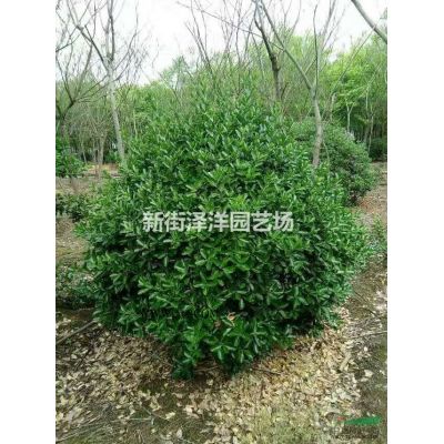 出售12公分櫸樹