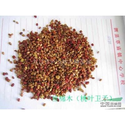 櫸樹