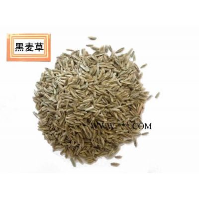 櫸樹