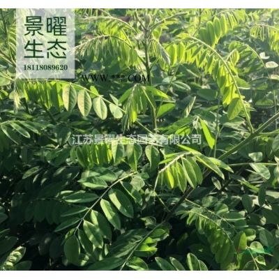 江蘇景曜生態基地/供應/日本晚櫻/日本櫻花/櫻花/報價/圖片