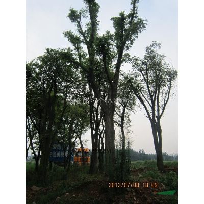 樸樹