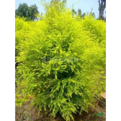 櫻花，紅花晚櫻，高桿櫻花