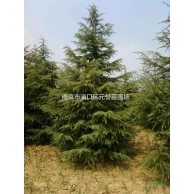 櫻花，日本櫻花，櫻花價格，南京精品櫻花