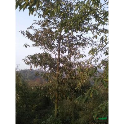 樸樹1到50公分 (6)*新價(jià)格/樸樹1到50公分 (6)報(bào)價(jià)