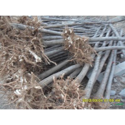 泰安櫻花泰安15公分櫻花基地泰安市本昌園林供應(yīng)