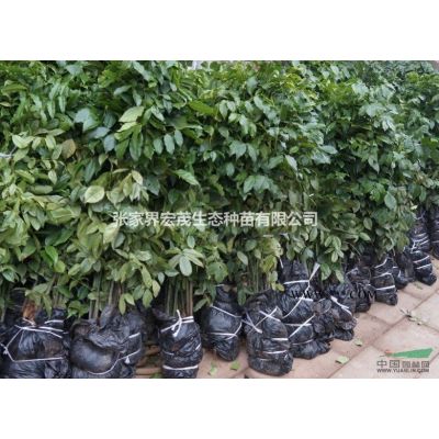 張家界地區供應冬櫻花種、冬櫻花的園林用途有哪些？