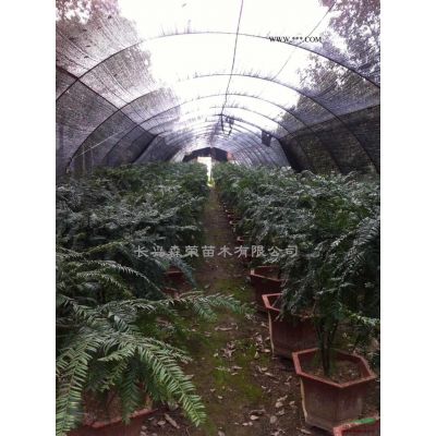 湖州批發樸樹，長興樸樹基地，5—20公分樸樹