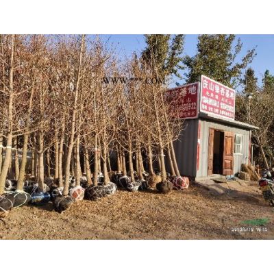山東櫻花15公分一*質(zhì)量才1150元上車