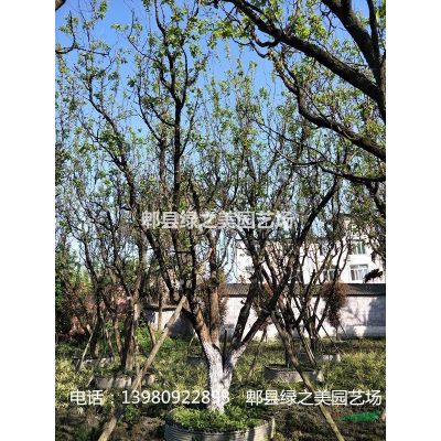 精品低分枝櫻花12-18公分