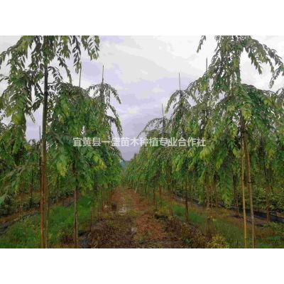 垂枝櫻花小苗，江西櫻花基地