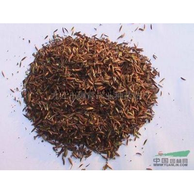 樸樹(shù)種子
