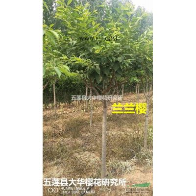 御衣黃櫻，稀有櫻花品種