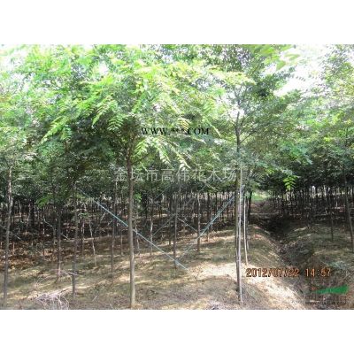 4cm精品樸樹