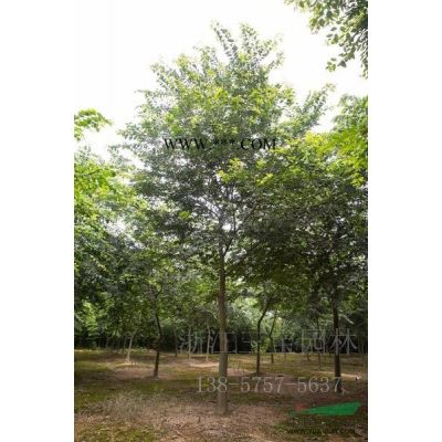 精品櫻花