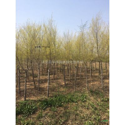 合歡，合歡供應，合歡價格，江蘇合歡價格
