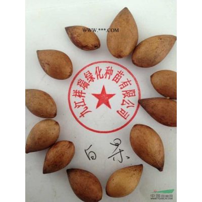 九江祥瑞綠化供應(yīng)優(yōu)質(zhì)重陽(yáng)木苗竹格實(shí)惠