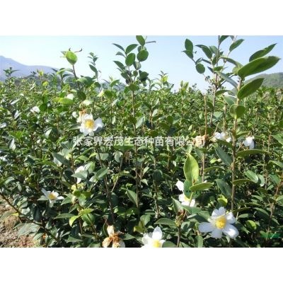 張家界有金合歡賣嗎？宏茂生態(tài)有賣，提供免費技術