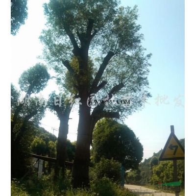 楓香報價/湖南楓香報價