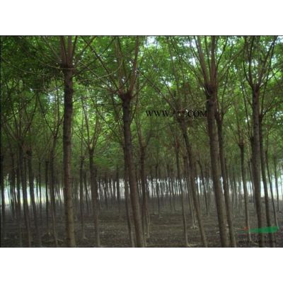 江西九江 白蠟種子*新價格