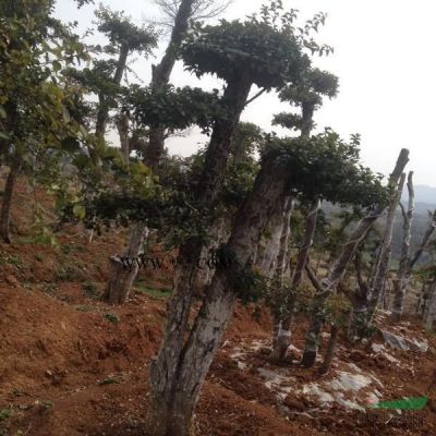 湖北刺冬青，對(duì)節(jié)白蠟18介紹