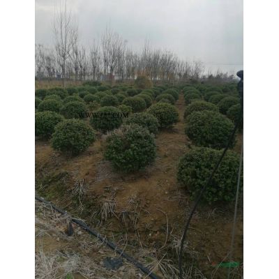 小葉黃楊球批發(fā)基地，江蘇小葉黃楊球批發(fā)，專業(yè)的小葉黃楊球生產(chǎn)