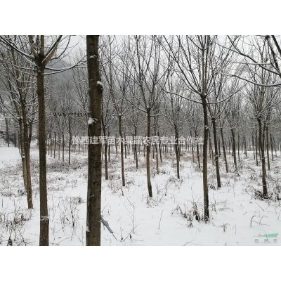 河南省地區供應白皮松1-1.5米高白皮松
