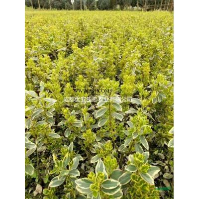 成都櫻花精品櫻花價(jià)格低便宜10公分15公分
