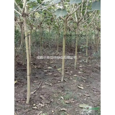 樸樹價(jià)格.全冠樸樹基地出售.米徑18-20公分的樸樹