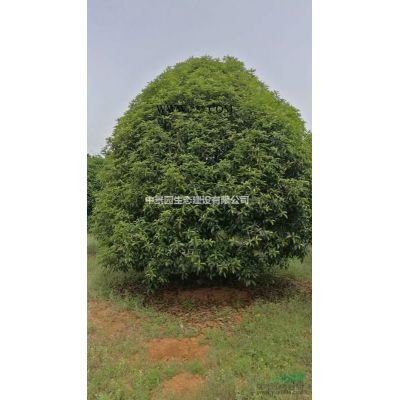 江西櫻花20cm哪里有