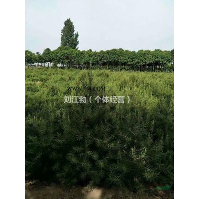 長期大量供應白皮松，櫻花，大葉女貞，七葉樹，國槐，等苗圃