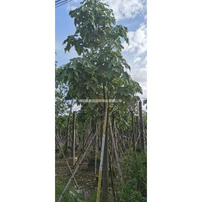 廣東供應(yīng)烏桕 叢生烏桕 揭陽(yáng)烏桕基地規(guī)格*