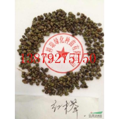 江西金合歡介紹