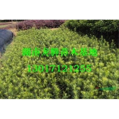 供應湖南造型羅漢松 湖南造型榆樹 湖南造型白蠟 造型紅花繼木