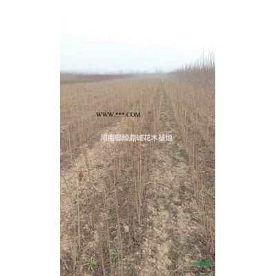 10公分的白蠟圖片苗圃現(xiàn)貨，批發(fā)價(jià)，大量低價(jià)出售/白蠟報(bào)價(jià)