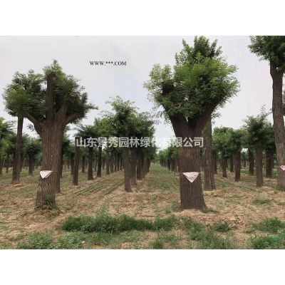 18公分白蠟樹