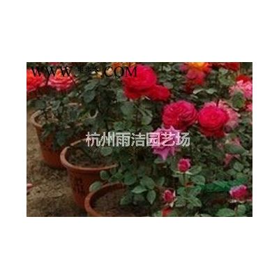 大量供應(yīng)二年生榔榆、重陽木、垂柳、水杉、、紫薇