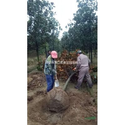 *新榔榆價格，叢生榔榆價格，榔榆苗木基地