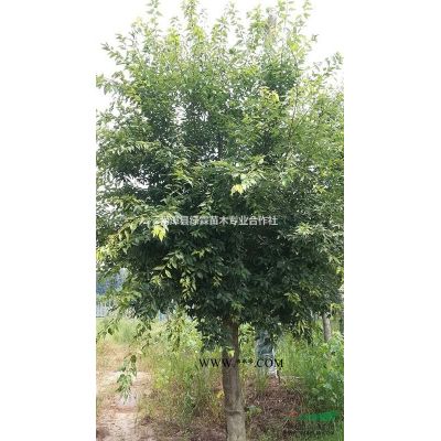 起樹52Cm榔榆發(fā)往襄陽市南漳縣濕地公園