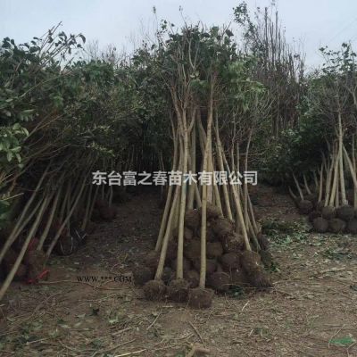 10公分大葉女貞出售120元，常年供應(yīng)石榴、玉蘭、迎春等、白皮松