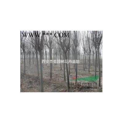陜西周至龍爪槐，黃金槐（3------8公分粗）供應(yīng)